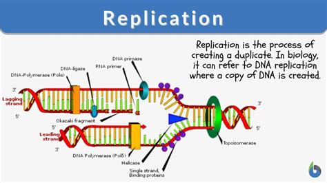 replication examples in biology.